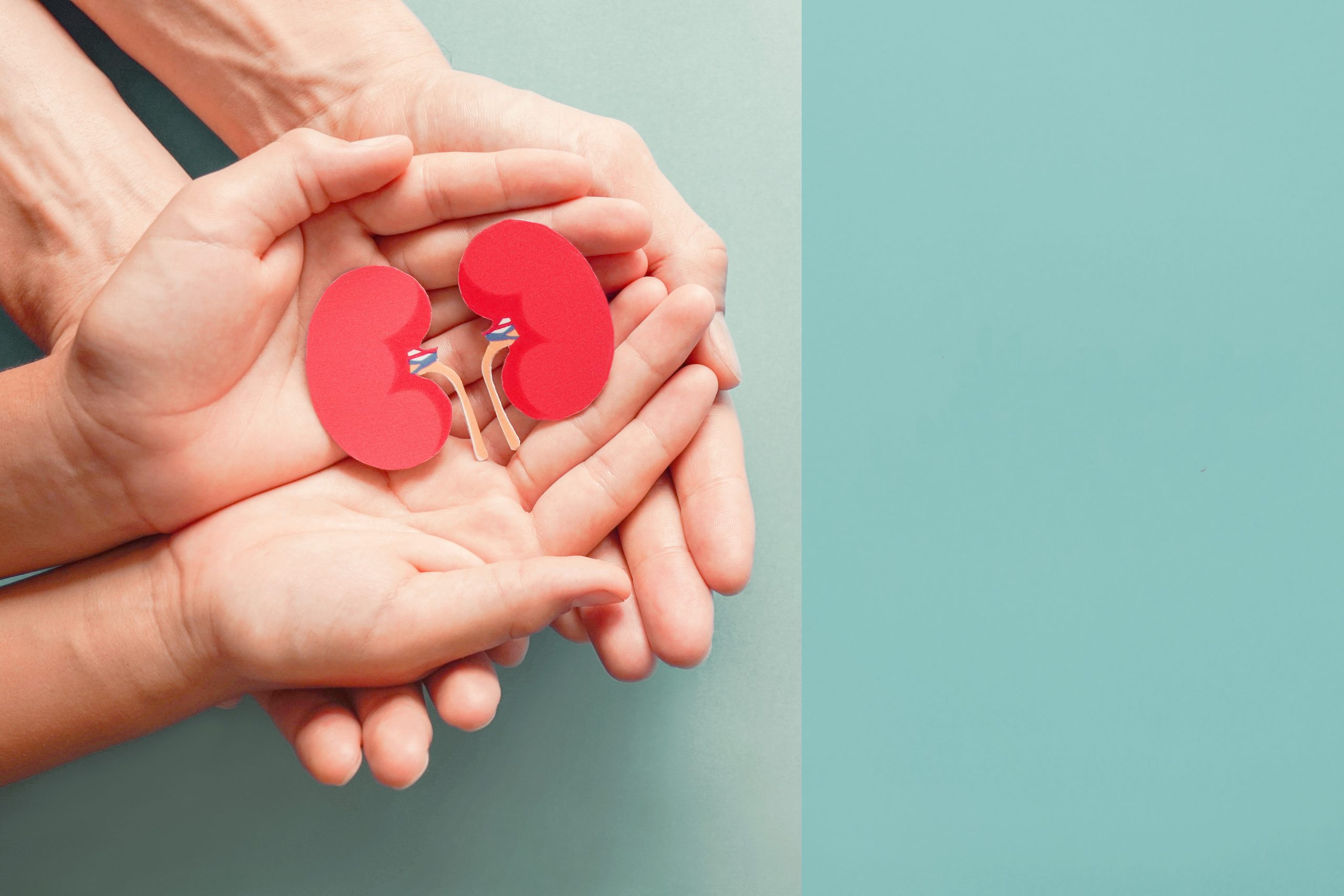 Adult and child hands hold a paper kidney cut-out